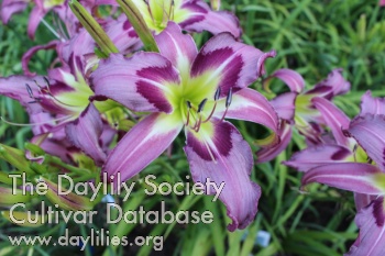 Ocean Music AHS image