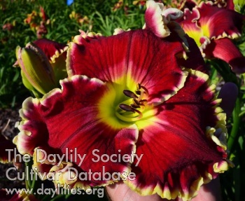 Blazing Heart AHS image