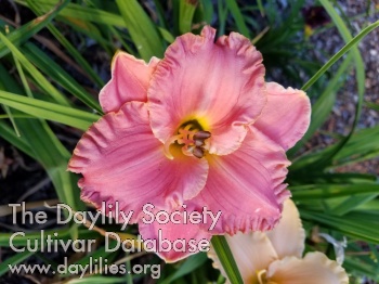 Midnight Pink Ascending AHS image