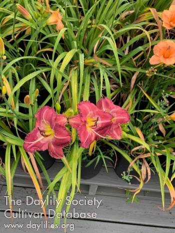 Forest Rose AHS image