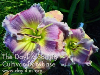 Lilac Clouds AHS image