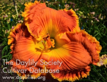 Sweet Summer Sizzle AHS image