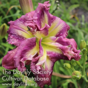 Higgledy-Piggledy AHS image
