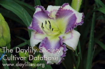 Cumulus Sky daylily bloom