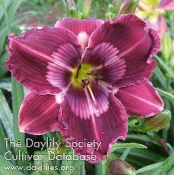 Lillian's Purple Perfection AHS image