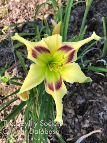 Bloom, Bloom Out Go the Lights AHS image