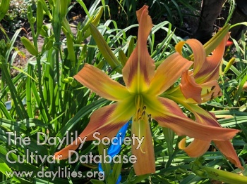 Gary Bunch AHS image