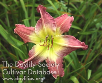 Brookside Pink Panther