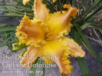 No Need for Dentures AHS image