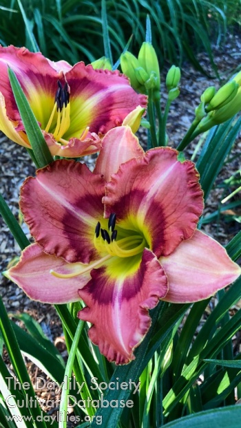 Forever Ours AHS image