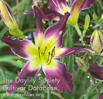 Phil Douville AHS image