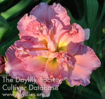 Stunning in Pink AHS image