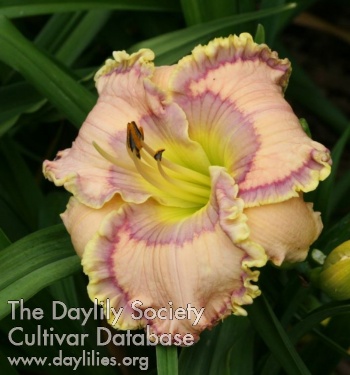 Knoll Cottage Demeter's Bounty