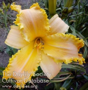 Paulina Kraboeholo