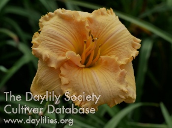 Irene Davis AHS image