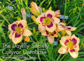 Heavenly Peach AHS image
