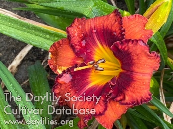 Cape Cod Temptation AHS image