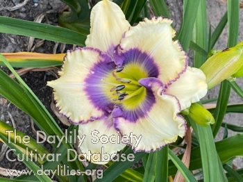 Cape Cod Violet Eyes AHS image
