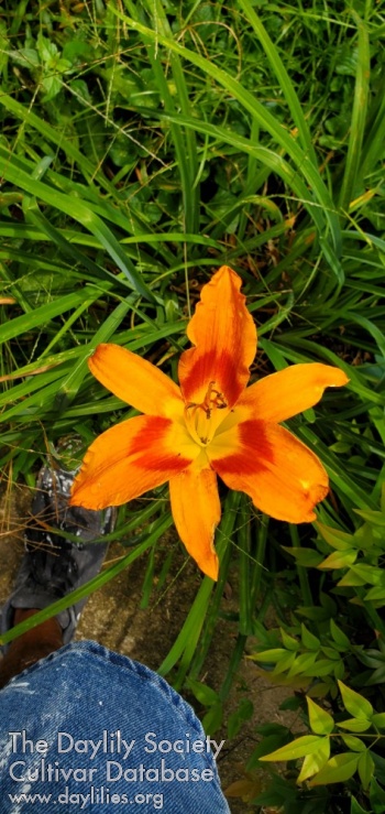 Marv and Suellen's Lily AHS image