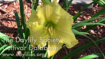 Deer Haven Lemon Martini AHS image