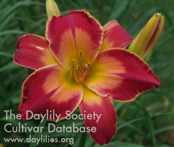 Davey Boy AHS image
