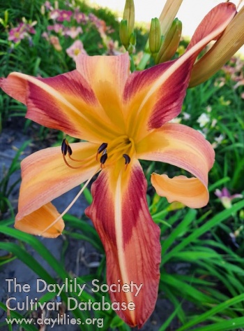 Cindy's Paintbrush