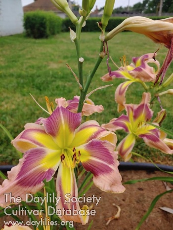 Susie Riedesel AHS image