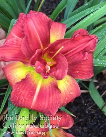 Jubilee Explosion of Joy AHS image