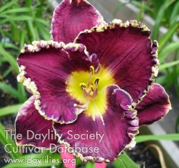 Diane Gauthier AHS image