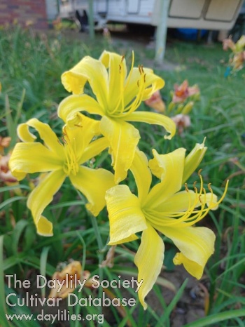 Golden Green Pinwheel AHS image