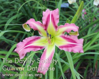 Romping Millie AHS image