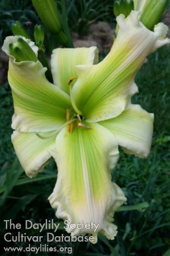 Rowena Josephine AHS image