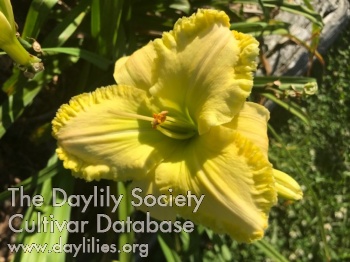Yellow Green Grasshopper AHS image