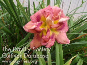 Double Dealing Beauty AHS image