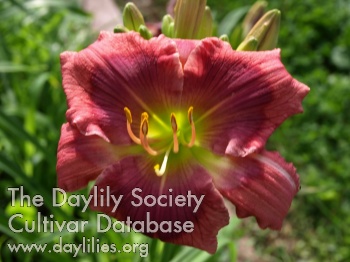 Cheerful Charlotte AHS image