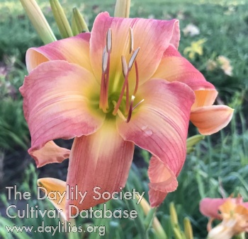 Cats of the Rich and Famous AHS image