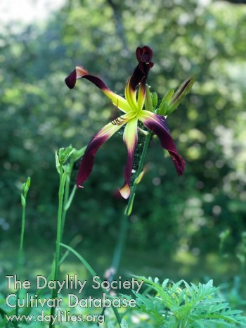 Ebony Ribbons AHS image