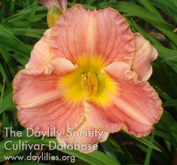 My First Flower AHS image