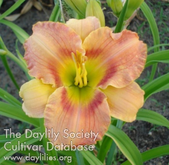 My Second Flower AHS image