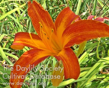 Fiery Starfish AHS image