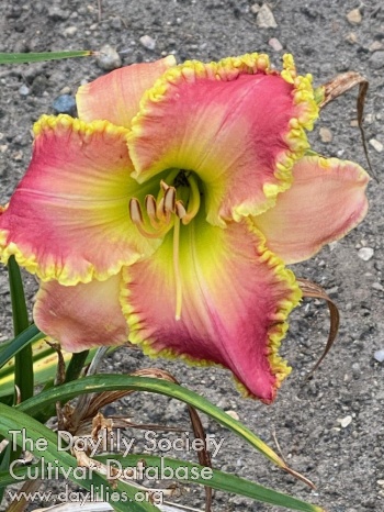 Cape Cod Rainbow Sherbet AHS image