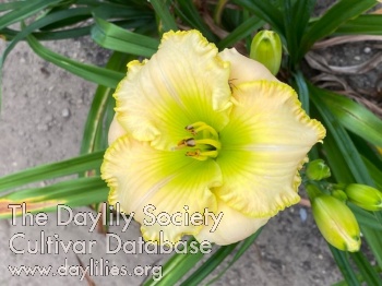 Cape Cod Sailor's Valentine AHS image