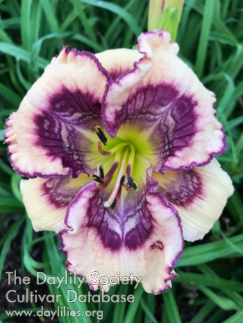 Iris Inez AHS image