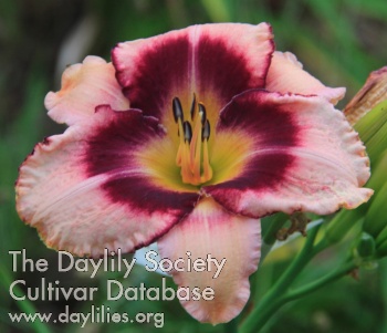 Emily Dawn AHS image
