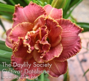 Jubilee Alert AHS image