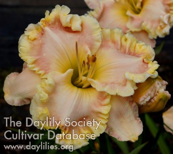Ruffled Goodness AHS image