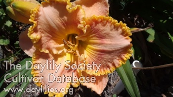 Peachy Keen Blooms AHS image