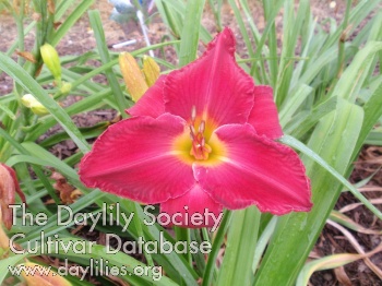 Charm City Cerise Glow AHS image