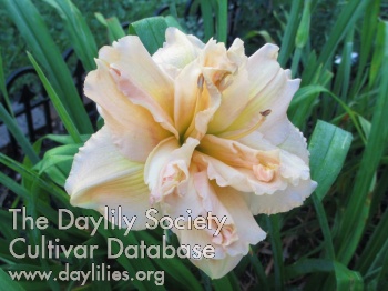 Peachy Katheleen AHS image