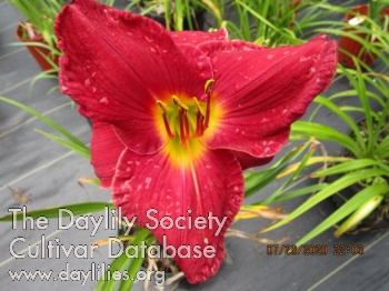 Edgecomb Delight AHS image